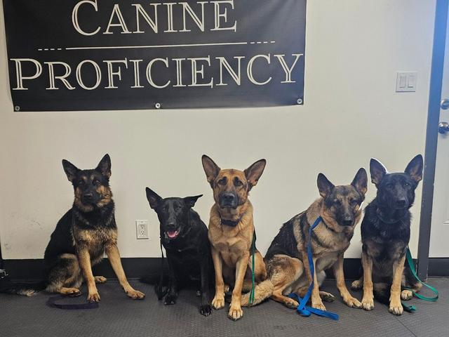 German shepherds sitting in front of the Canine Proficiency banner