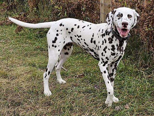 Dalmatian standing in the grass