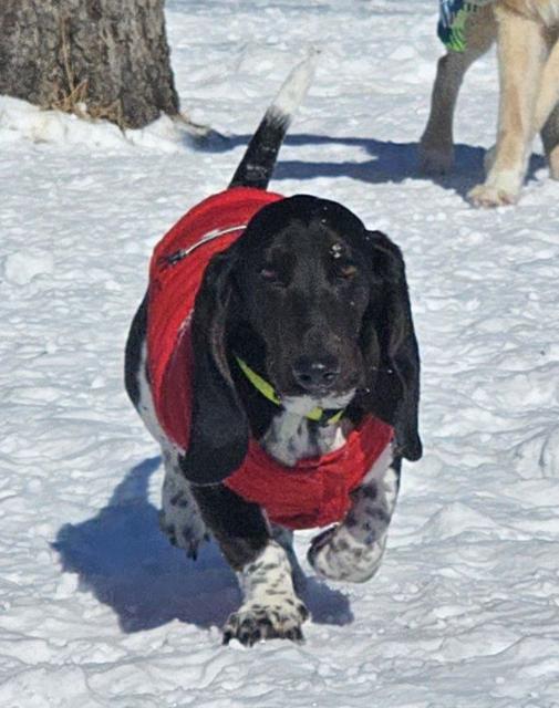 Black dog in a red coat in the snow