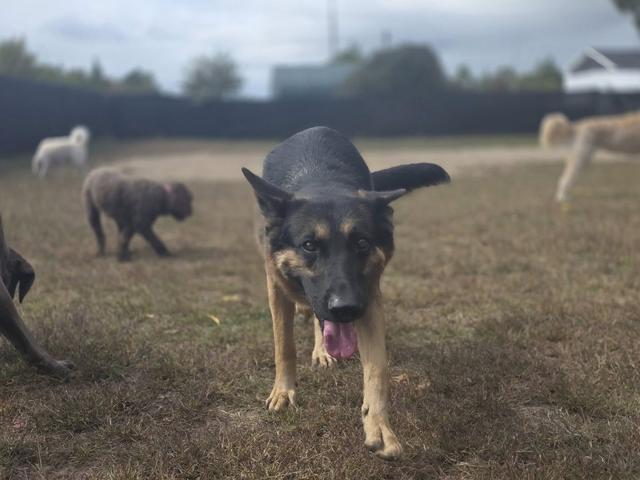 Dog walking across the open field