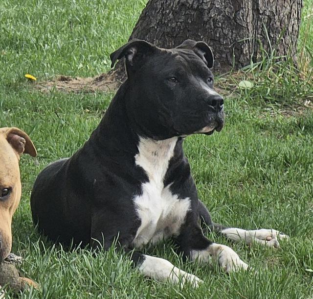 Black and white dog lying in the grass
