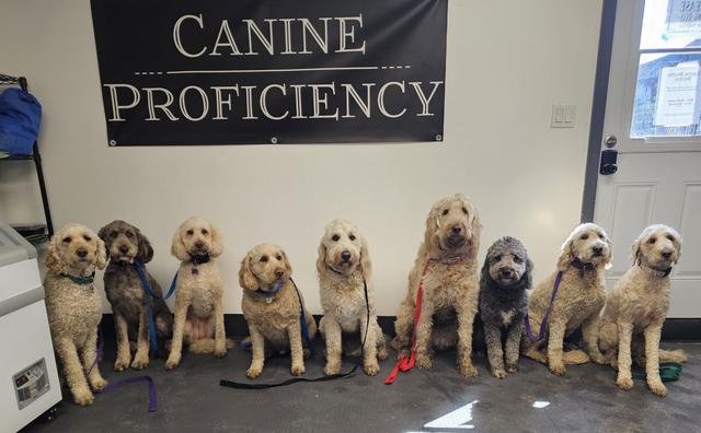 A long row of doodles and golden retrievers sitting calmly in front of the Canine Proficiency sign