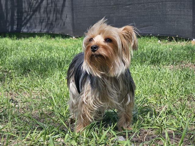 Yorkshire terrier sitting in the grass
