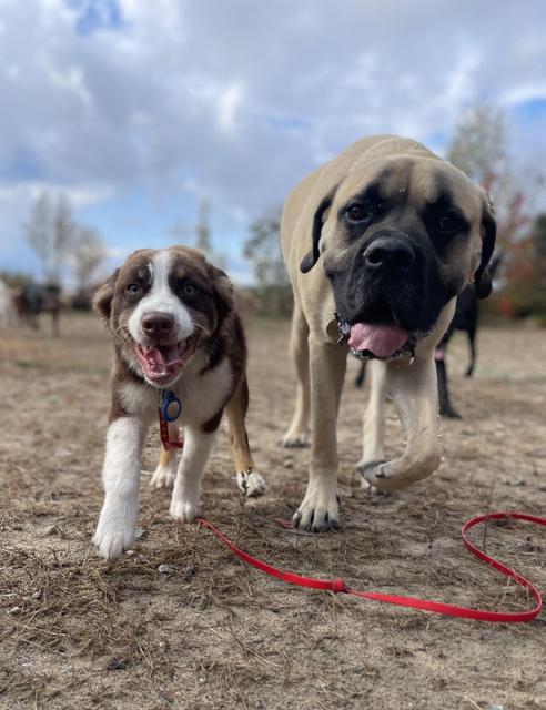 Two dogs on leashes in the yard