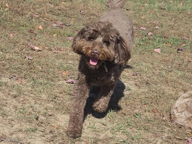 Brown doodle walking in the yard