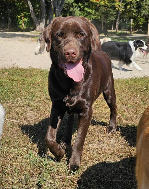 Chocolate Lab trotting through the yard