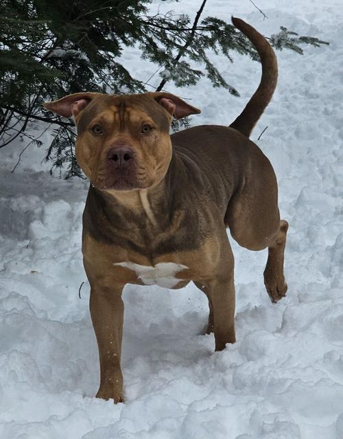 Red pit bull mix in the snow
