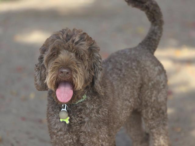 Brown doodle close-up in the yard