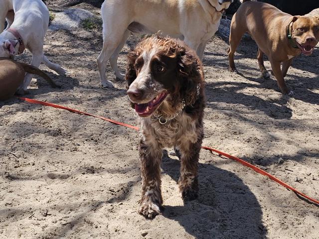 Brown spaniel walking with the pack