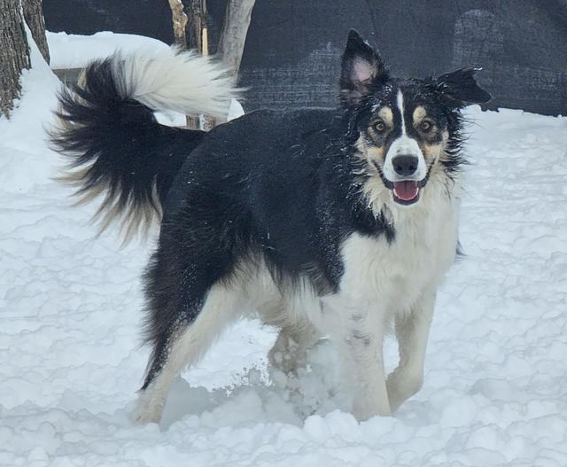 Black and white collie in the snow