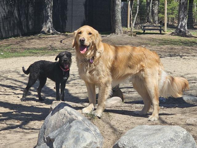 Golden retriever and friends in the yard