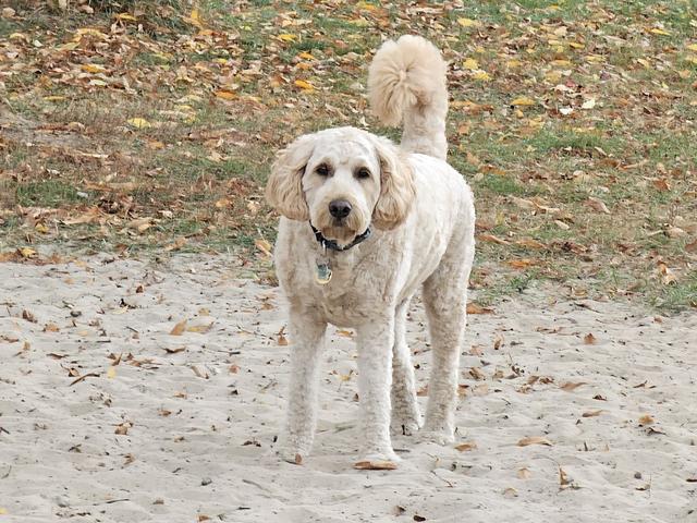 Cream doodle walking in the yard