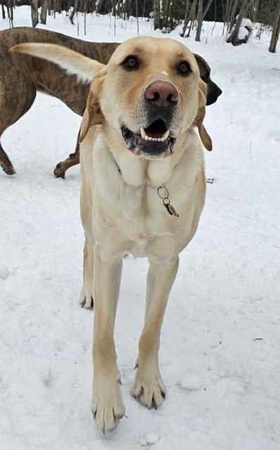 Yellow Lab standing in the snow