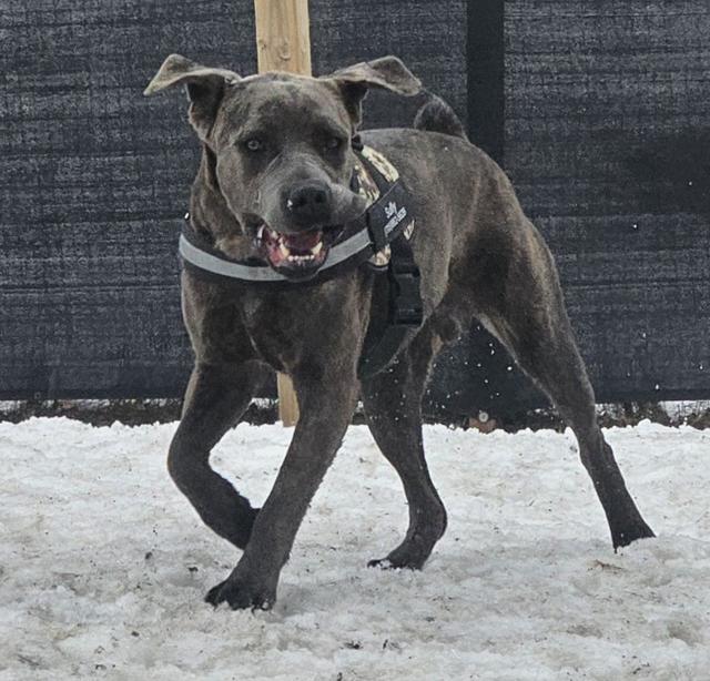 Grey Cane Corso mix walking in the snow