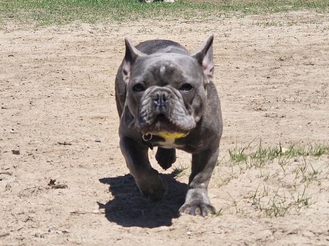 Grey French bulldog in the yard