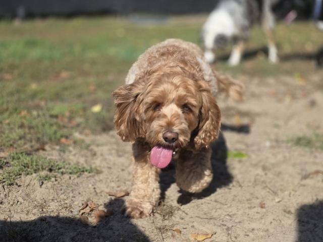 Brown doodle walking in the grass
