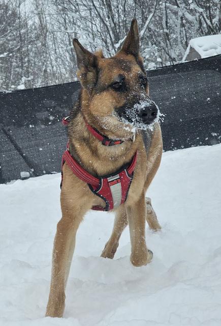 German shepherd mix in a red harness in the snow