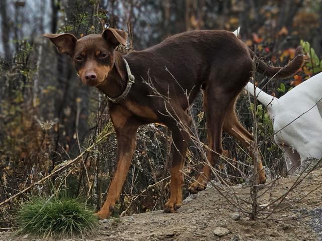 Doberman in the autumn woods