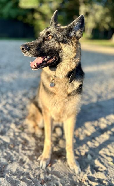 German shepherd sitting in the sun