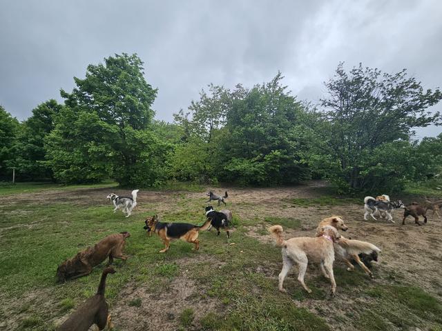 Dogs playing in the open field