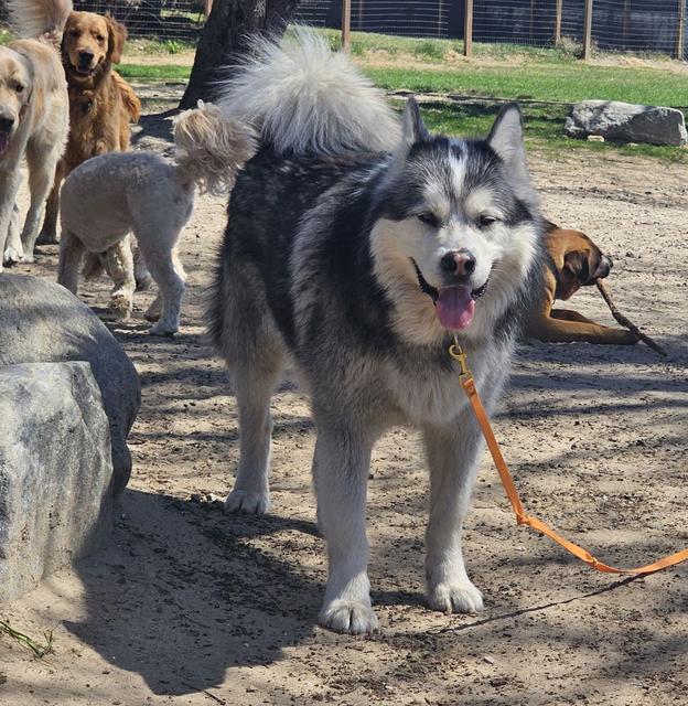 Malamute in the play yard