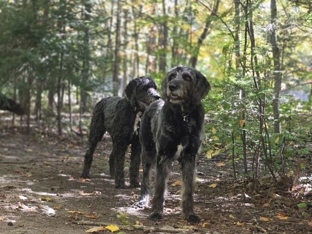 Black dogs on the forest trail