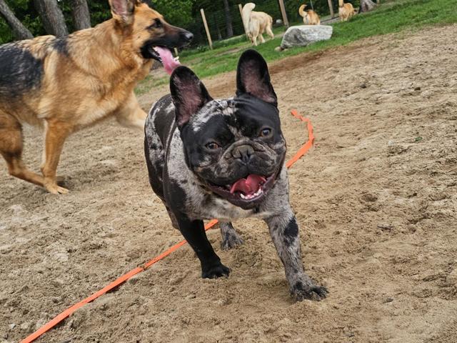 French bulldog on a leash in the yard