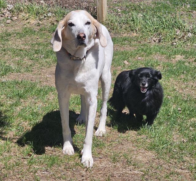 White hound and a black dog in the grass