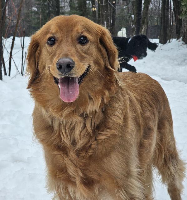 Golden retriever close-up in the snow