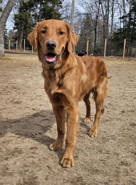 Golden retriever standing in the yard