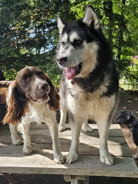 Husky and friend in the yard