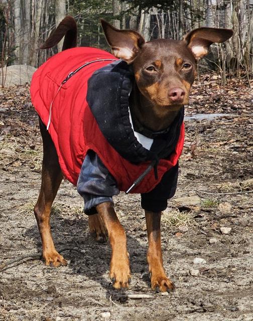 Brown dog in a red coat
