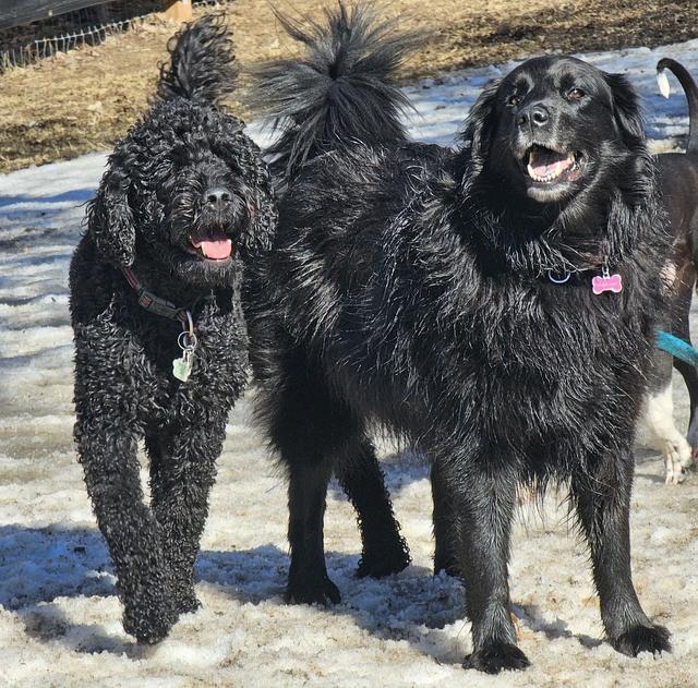 Black doodles playing in the snow