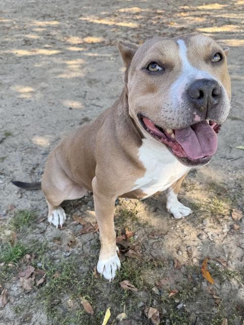 Pit bull mix smiling in the yard