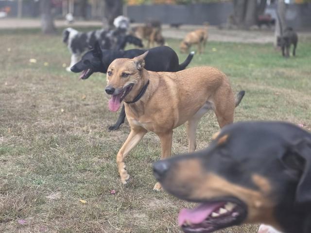 Dogs relaxing together in the yard