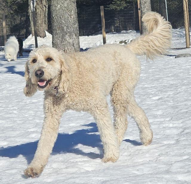 Cream doodle trotting in the snow