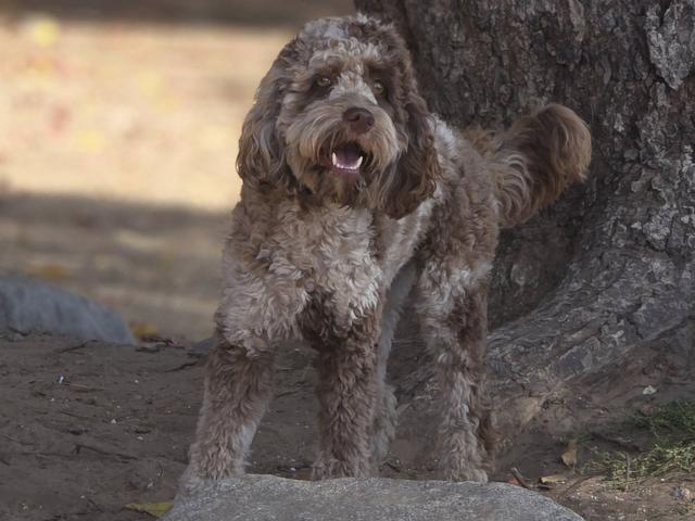 Brown doodle in the yard
