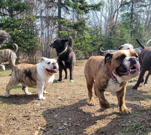 Bulldog and friends on the trail
