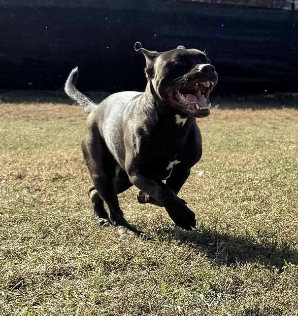 Black dog running in the grass