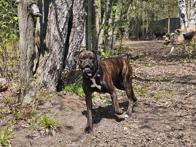 Brown dog exploring the woods