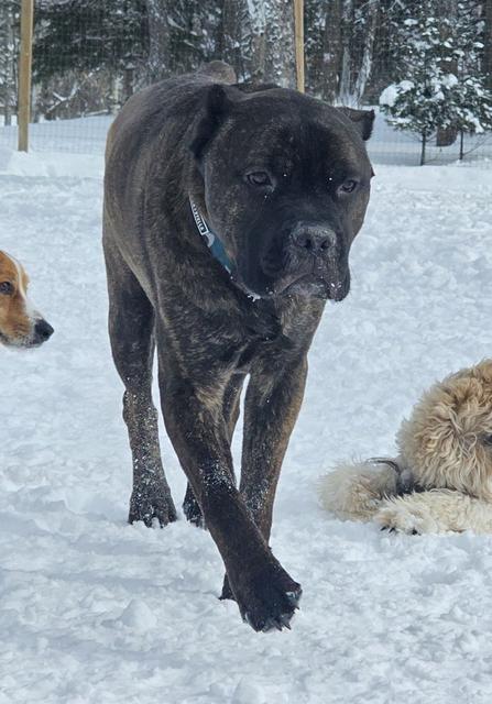 Grey dog walking in the snow