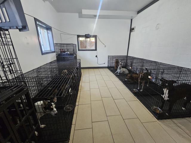Indoor kennel room at the daycare