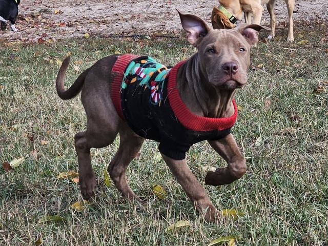 Brown dog in a red harness in the yard