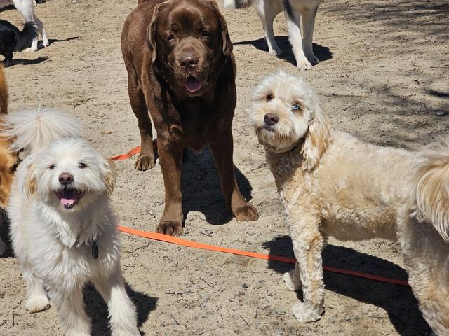 Group of dogs hanging out together