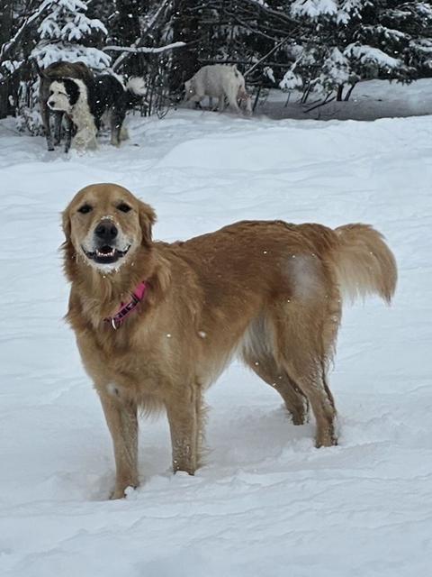 Golden retriever in the snow