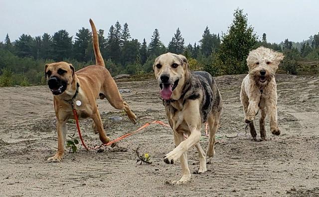 Dogs out on long lines in the sandy field