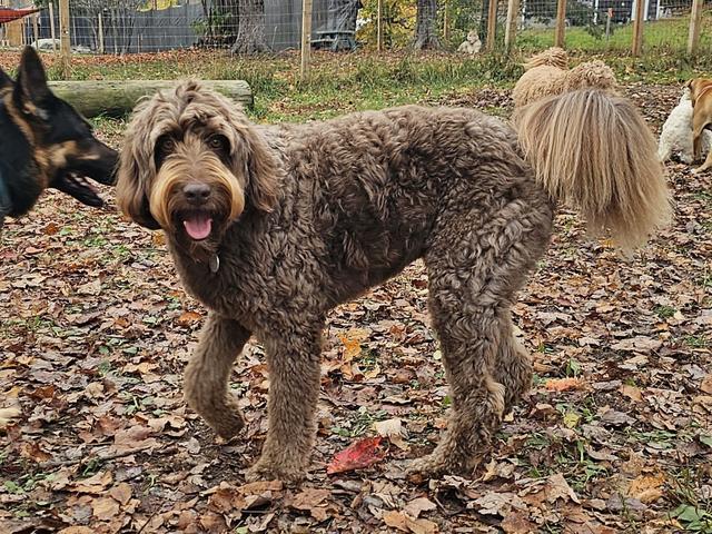 Curly brown dog in the autumn yard