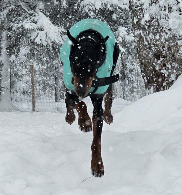 Black dog in a teal coat running in the snow