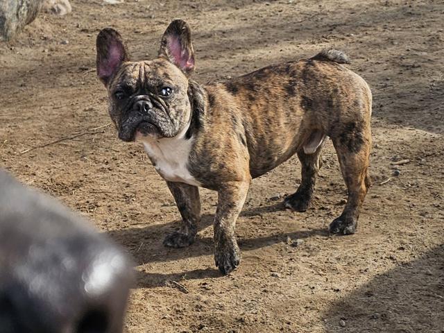 French bulldog walking in the yard