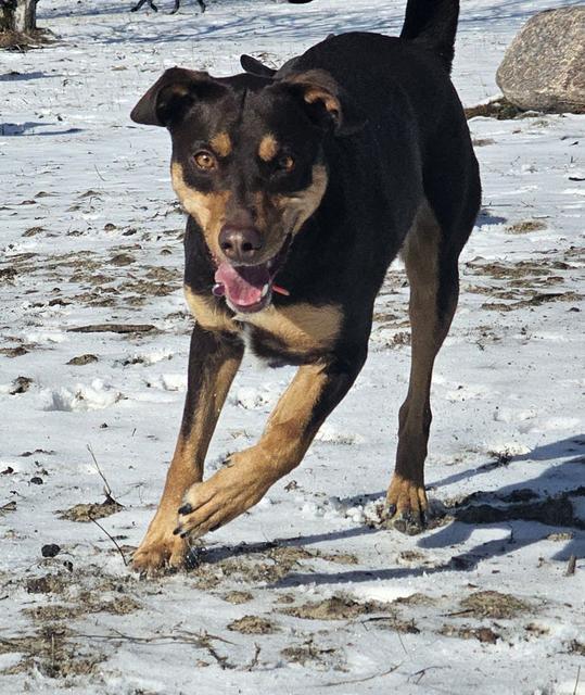 Black and tan dog running in the snow